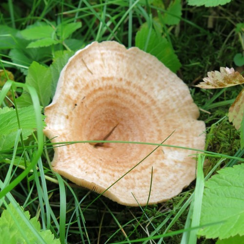 Woolly Milkcap (Lactarius torminosus).