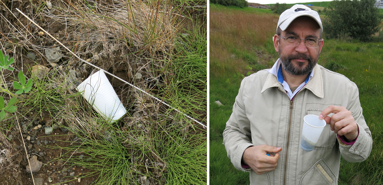 The plastic cup that became a deadly trap to a number of minibeasts near Lake Urridavatn in Iceland. See also a short video below.