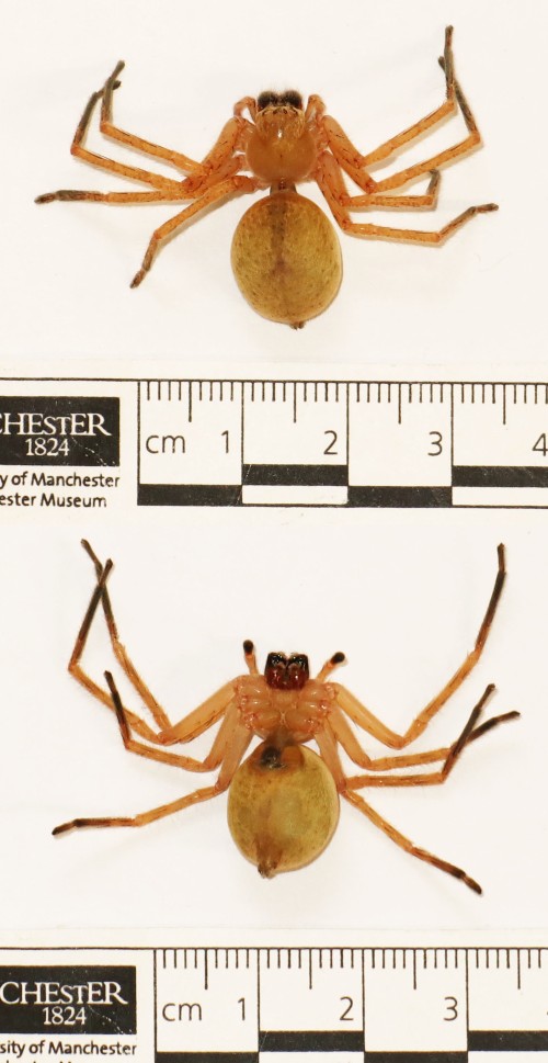 Fig_01_Sparassidae_Colombia